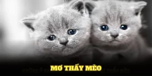Mơ Thấy Mèo