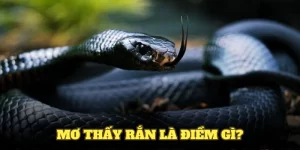 Mơ Thấy Rắn