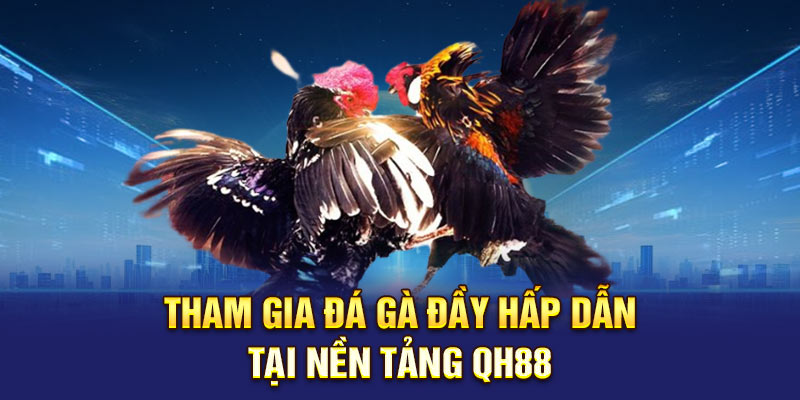 Tham gia đá gà đầy hấp dẫn tại nền tảng QH88